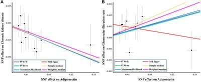 Genetically predicted adiponectin causally reduces the risk of chronic kidney disease, a bilateral and multivariable mendelian randomization study